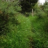 Plants: image 21 Of 208 Thumb